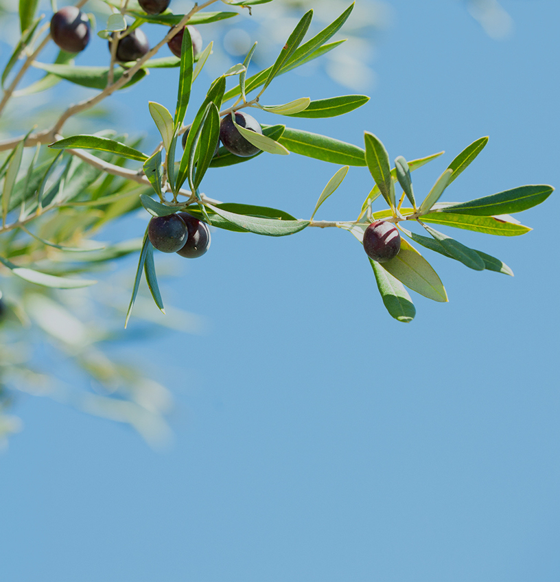 OlfTract®️  Olive Leaf Extract